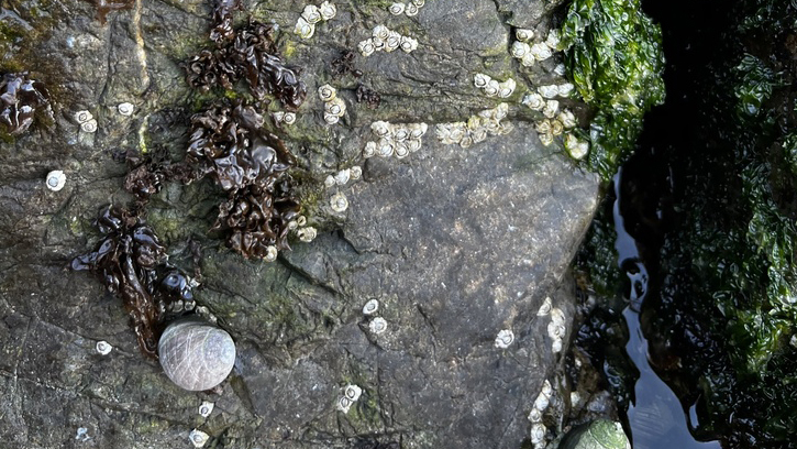 Northern Acorn Barnacle (semibalanus balanoides)