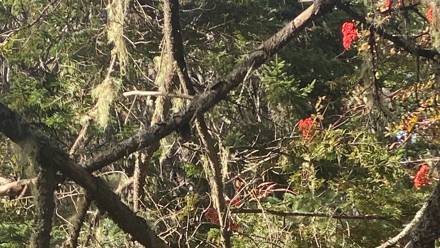 Eastern Phoebe (sayornis phoebe)