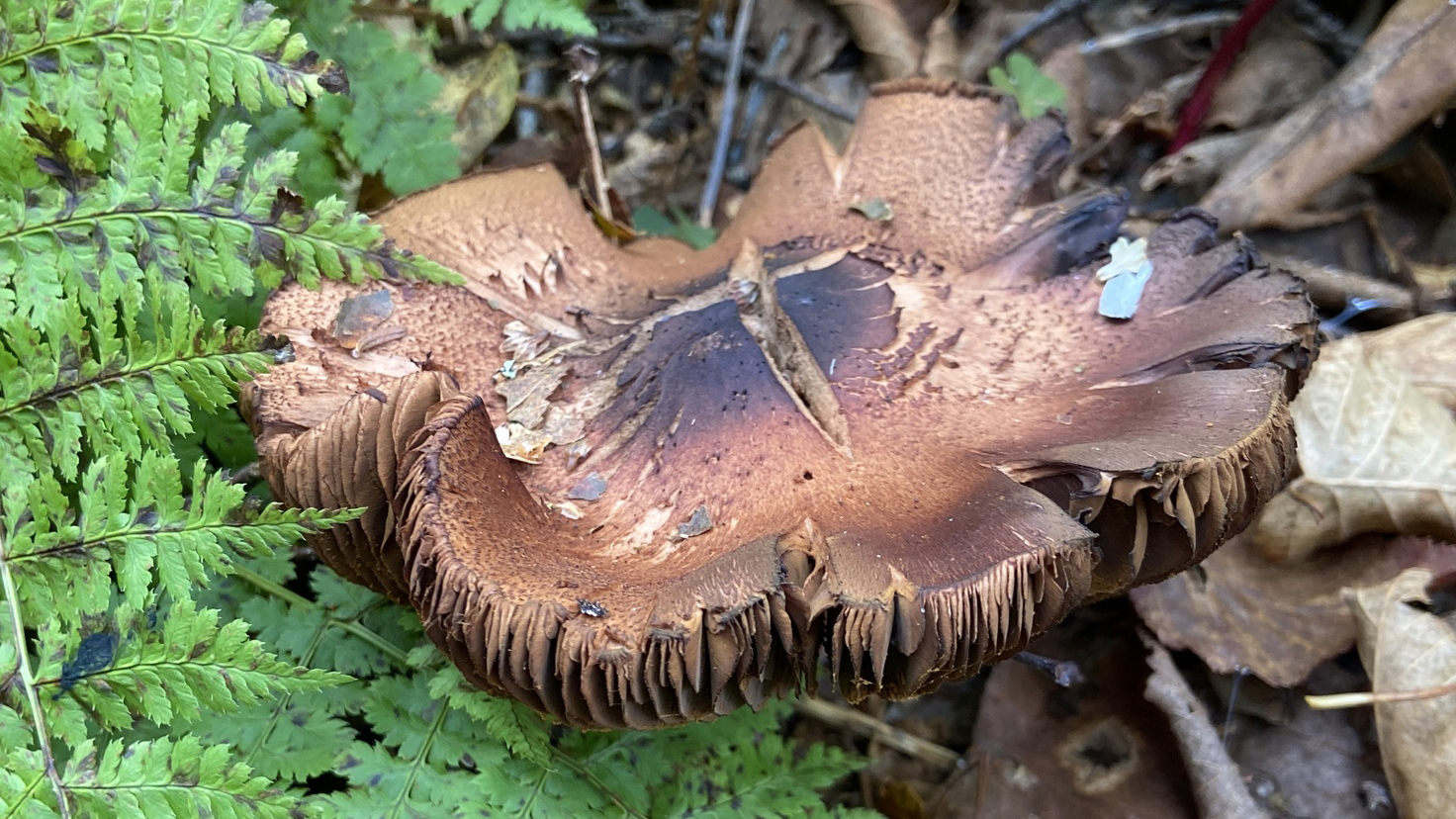 Blackening Brittlegill (russula nigricans)