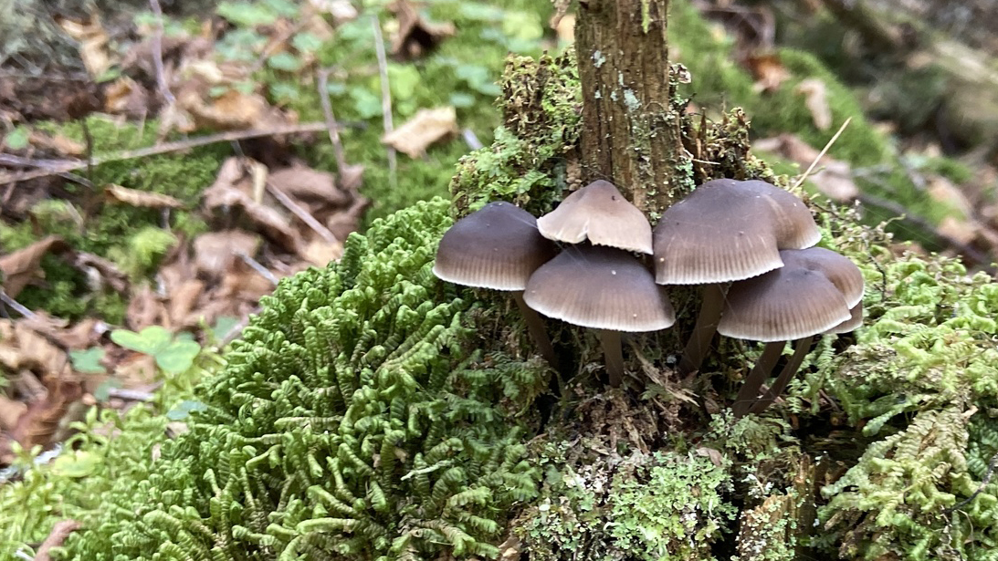 Honey Mushroom (armillaria ostoyae)