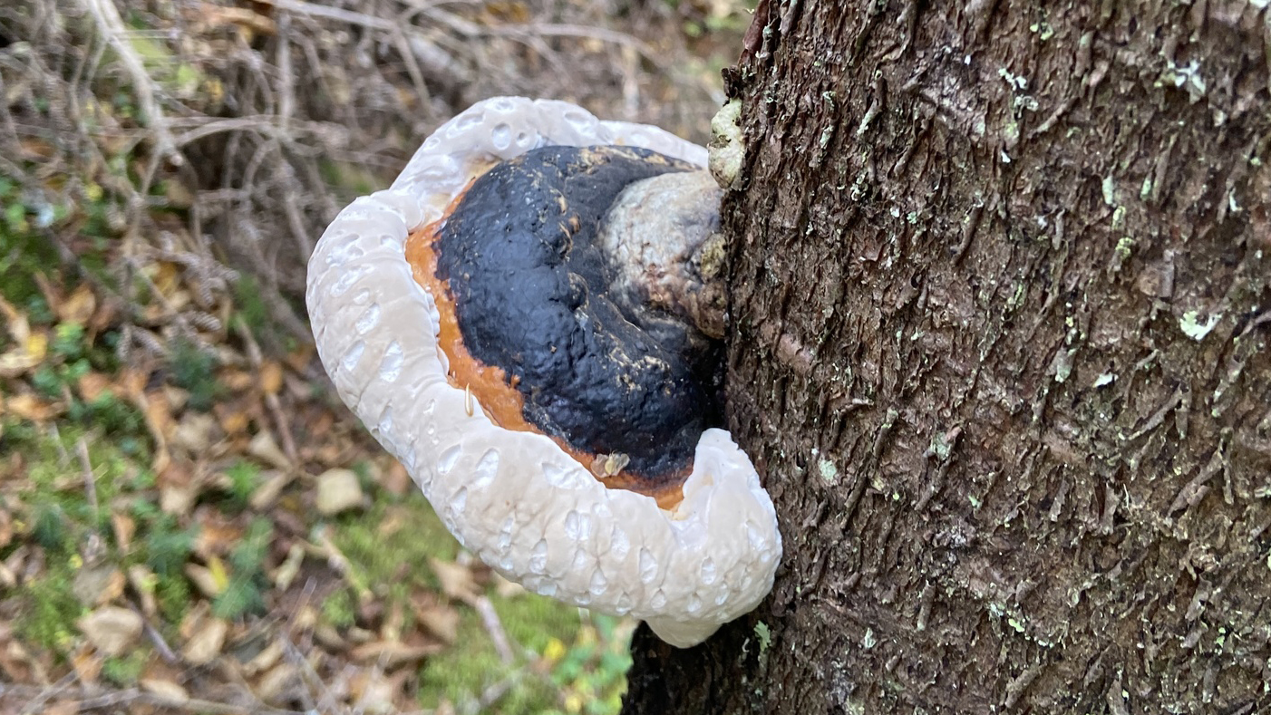 Genus Fomitopsis