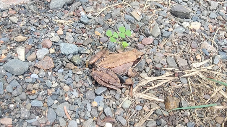 Wood Frog (lithobates sylvaticus)