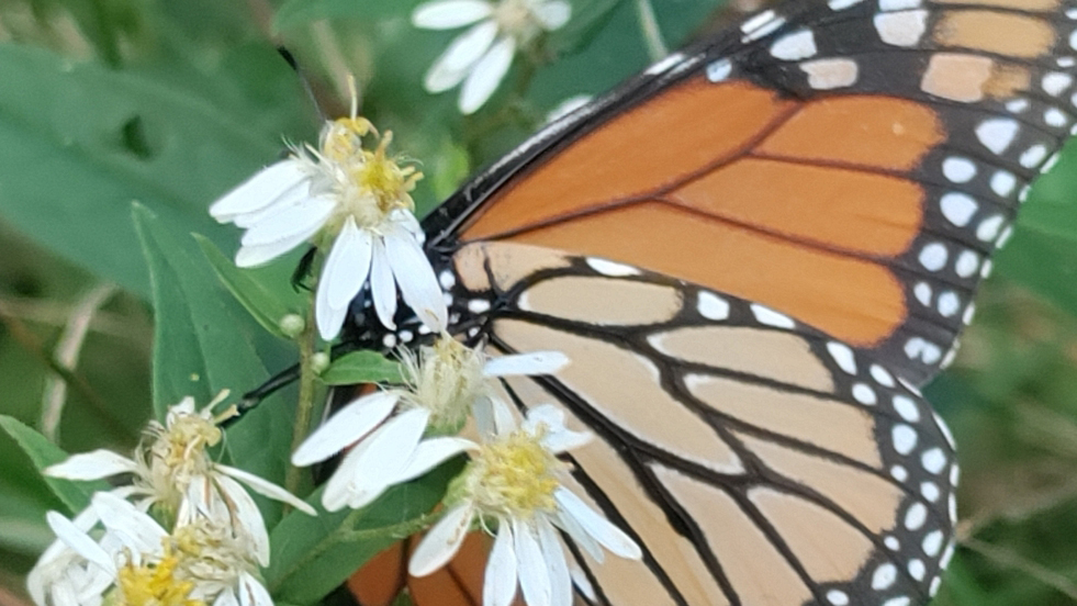 Monarch (danaus plexippus)