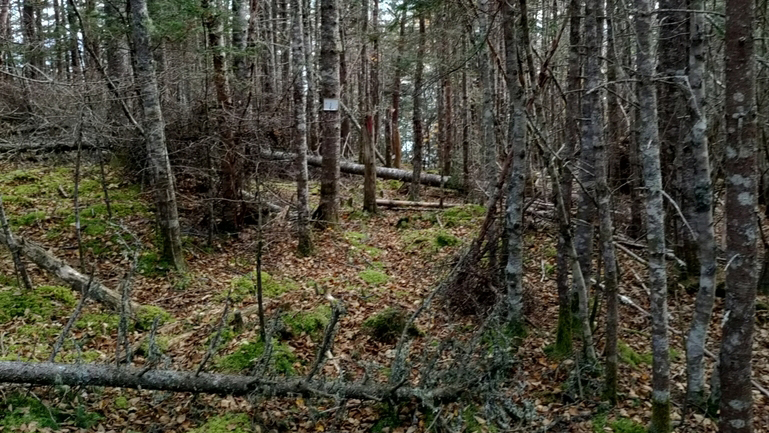 Balsam Fir (abies balsamea)