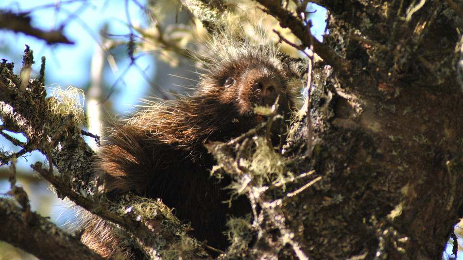 North American Porcupine (erethizon dorsatum)