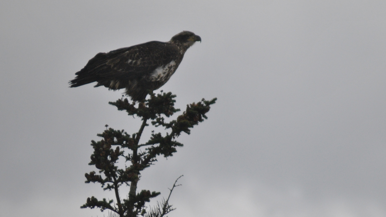 Northern Bald Eagle (haliaeetus leucocephalus ssp. washingtoniensis)