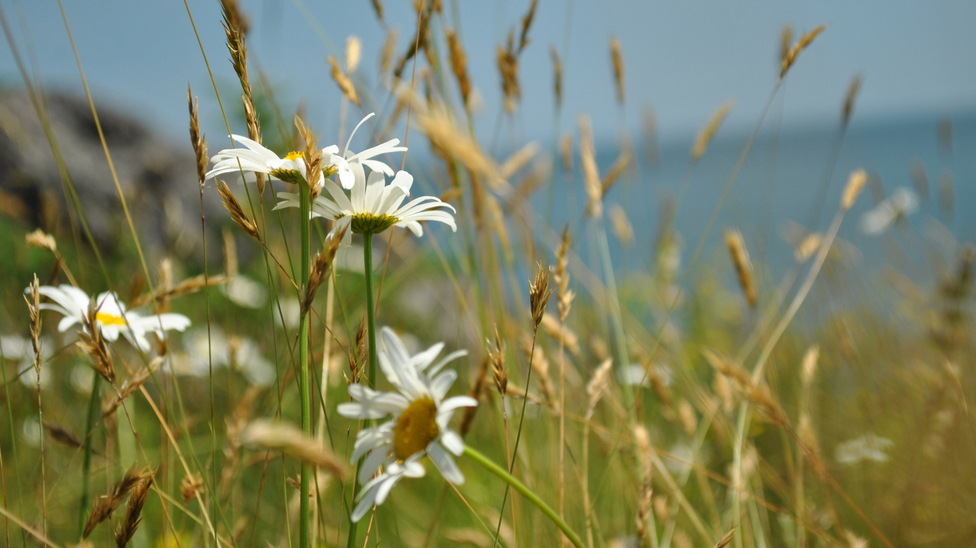 Oxeye Daisy (leucanthemum vulgare)