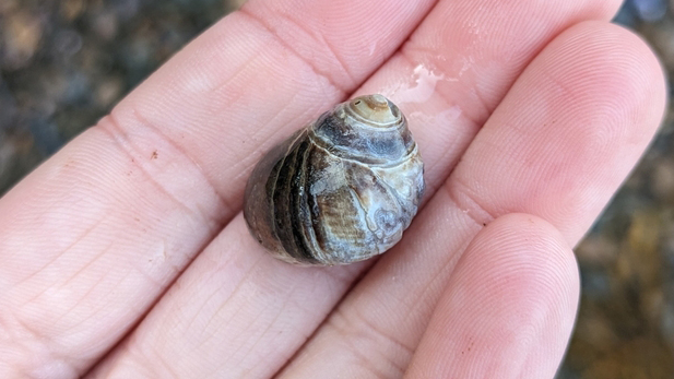 Common Periwinkle (littorina littorea)