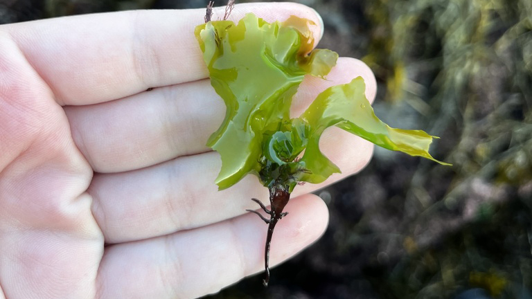 Broadleaf Sea Lettuce (ulva lactuca)