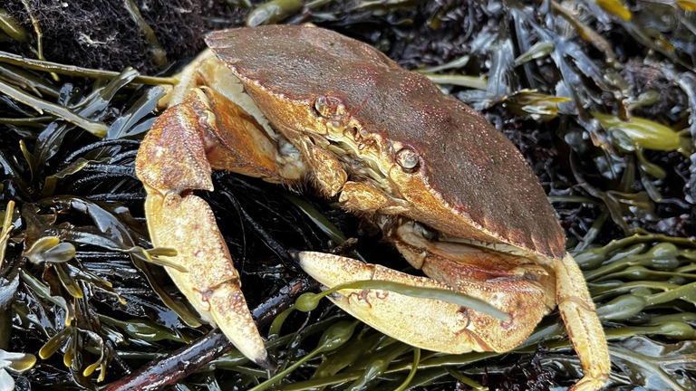 Jonah Crab (cancer borealis)