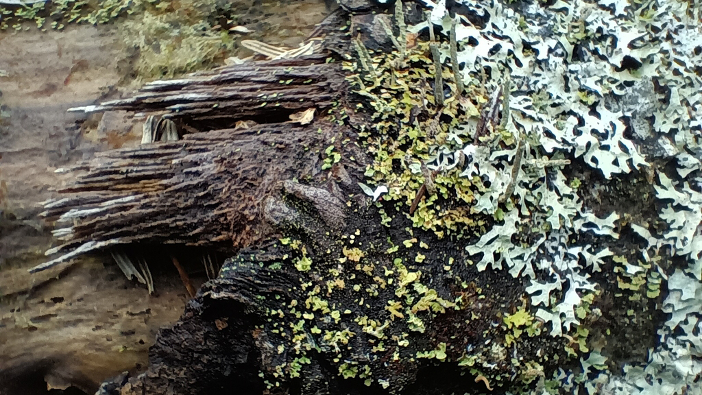 Powdered Sunshine Lichen (vulpicida pinastri)